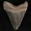 Megalodon Tooth - South Carolina #7486-2